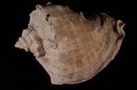 藏品(紅皺岩螺)的圖片